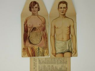 Vintage Manikins Modern Home Physicians Male Female Anatomy Fold Out Models