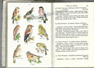 VINTAGE BOOK: BIRDS OF BRITAIN by J D Macdonald (1949) - FAST WITH P&P 3