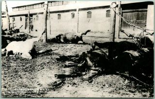 Vintage Sino - Japanese War Postcard Nanjing Massacre Scene Dead Horses