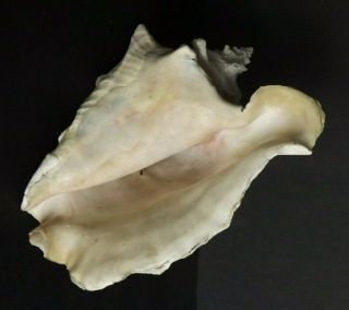 Extra Large Vintage Conch Shell 10.  5 