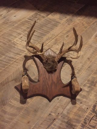 Rustic Vintage Whitetail Deer Antler Rack: Antler; Mount; Hoof; Vintage; Old
