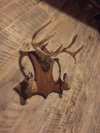 Rustic Vintage Whitetail Deer Antler Rack: Antler; Mount; Hoof; Vintage; Old 2