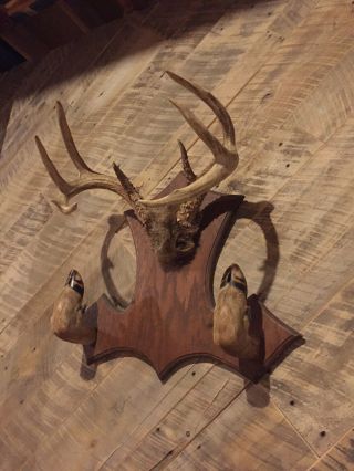 Rustic Vintage Whitetail Deer Antler Rack: Antler; Mount; Hoof; Vintage; Old 3