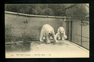 Animal Postcard Polar Bear At The Zoo London Uk Vintage