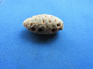 Vintage Fossil Fossilized Pine Cone,  Seeds And Seed Holes