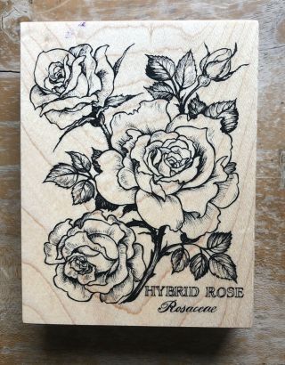 Vintage Psx Hybrid Rose Rosaceae Botanical Flower K - 1636 Wood Rubber Stamp 1995