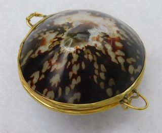 Shell Coin Purse Hinge Gold Brass Color Metal,  Trinket Box,  About 2 "