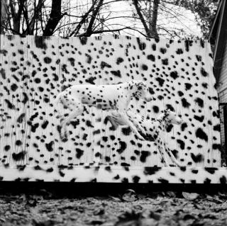 Vintage Abstract Negative 1950s By Harry Amdur Nyc Dalmatians Case Of The Spots