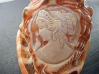 VINTAGE NATURAL CONCH SHELL WITH CAMEO CARVING OF A LADY  S HEAD / BUST 2