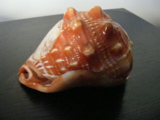 VINTAGE NATURAL CONCH SHELL WITH CAMEO CARVING OF A LADY  S HEAD / BUST 3