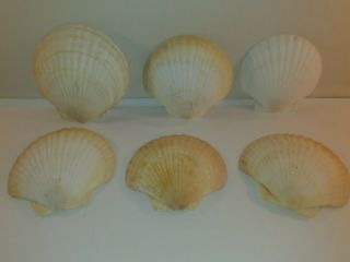 6 Vintage Natural Large Giant Clam Scallop Seashells Beach Ocean Decor Craft 6 "