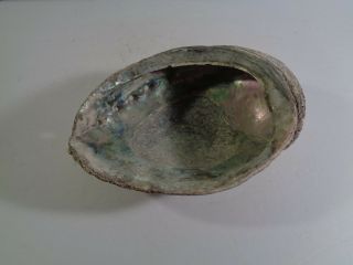 Very Pretty Large Abalone Shell 6 " X 8 " Weighs Over 1 Lb Seashell B8