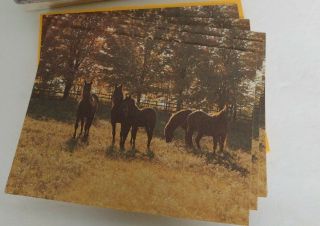 Blank Vintage Note Cards American Greetings Horses In A Field