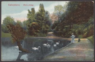 Copenhagen,  Denmark.  Østre Anlæg Park.  Lady Feeding Swans.  Vintage Postcard