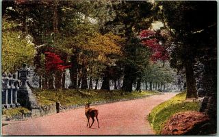 Vintage Nara,  Japan Postcard " No.  3 - Entrance,  Kasuga Temple " W/ Deer -