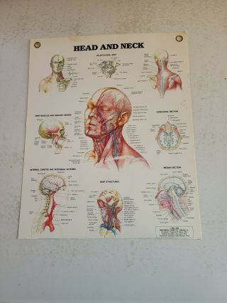Vintage Head And Neck Anatomy Poster Anatomical Chart Lamanited