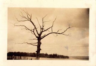 Abstract - Woman At Base Of Haunting Dying Tree Vtg Spooky Odd Weird Photo 135