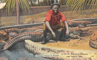 St.  Augustine Alligator And Ostrich Farm Vintage Linen Advertising Postcard