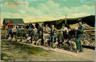 Vintage Idaho Farming / Ranch Postcard " Shearing Sheep In Idaho " C1910s