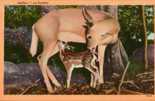Vintage Postcard,  Mother Deer In Wood With Fawn,  Linen.  Pb6