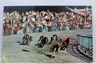 Florida Fl St Petersburg Greyhound Race Track Derby Lane Postcard Old Vintage Pc
