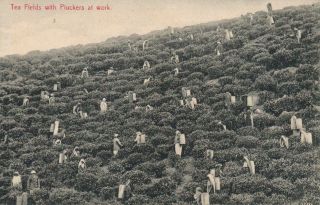 Vintage Ceylon Sri Lanka Tea Fields With Pluckers At Work Colombo Postcard