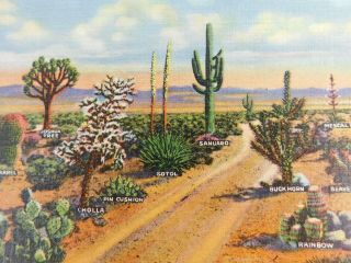 Various Species Of Cactus As Seen On The Dessert Linen Vintage Postcard