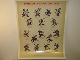 Vintage Remington Arms Co.  Know Your Ducks,  Unlimited,  Poster,  Decoys