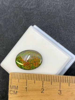Ammolite Triplet Gemstone In Jtv Jar - 1.  2 Grams - Vintage Estate Find