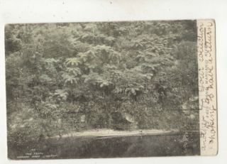 Zealand Tree Ferns Wanganui River Vintage Postcard Us021