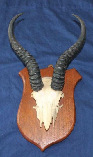 Vintage South African Springbok Horns Mount W/ Skull Plate On Walnut Shield