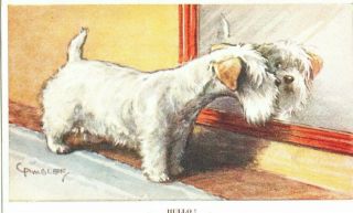 Vintage Postcard: Sealyham Terrier Dog Looking At Reflection By C Ambler