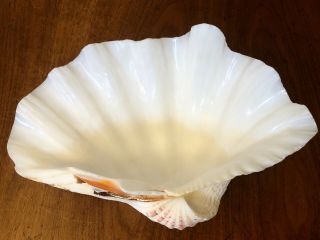 Vintage Natural Clam Shell Tridacna Gigas Sea Shell Large 13.  25 " X 8 " 3.  5lbs