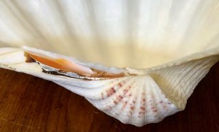 Vintage Natural Clam Shell Tridacna Gigas Sea Shell Large 13.  25 