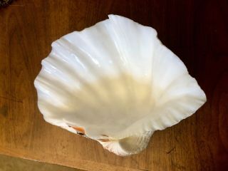 Vintage Natural Clam Shell Tridacna Gigas Sea Shell Large 13.  25 