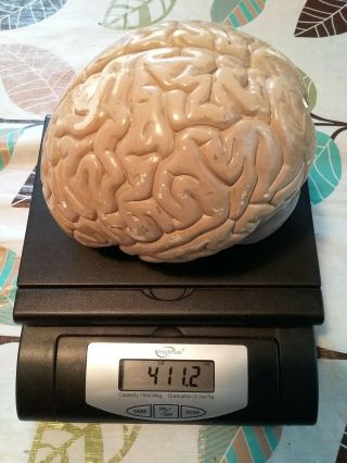 Vintage J.  F.  Mueller 1957 Human Brain Anatomical Medical Teaching Model