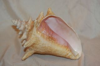 Vintage Large Queen Conch Sea Shell Pink Natural Beach Approx 8x6 Inch