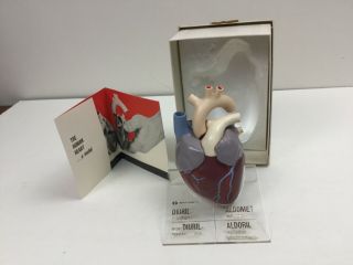 Vintage Merck Heart Model Display Doctor Aldomet Advertising Anatomical 1964 Box