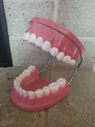 Vintage Nasco Adjustable Large Dental Product Tooth Brushing Model