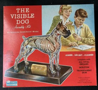 Visible Dog Model Kit Veterinary Display Renwal Accurate Anatomical Boxer Vintag