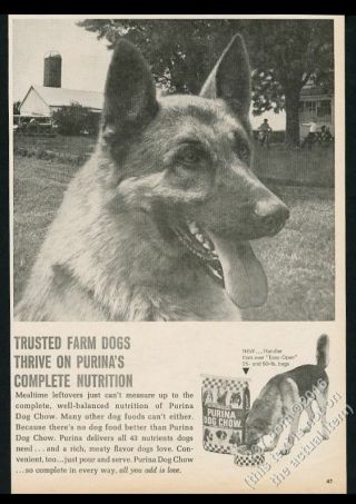 1970 German Shepherd Photo Purina Dog Chow Vintage Print Ad