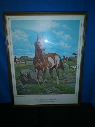 American Paint Horse Association American Paint Horse Framed Print Vintage