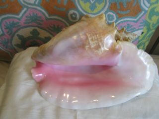 Vtg Pink Queen Conch Shell Seashell Tall & Large Beach Sea Ocean Decor 12x10”