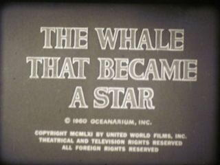 16 Mm B & W Sound Castle Films 1961 The Whale That Became A Star
