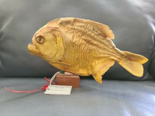 Unique Antique Vintage Real Dried Piranha Fish Taxidermy Mounted - 9in