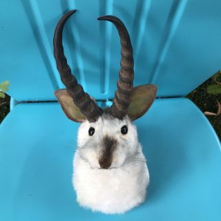 Vintage Jackalope Taxidermy White Rabbit Bunny Horns Antlers Animal Mount