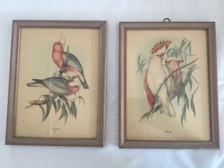 Vintage J Gould Color Framed Prints Of Birds Set Of 2 Vintage Numbered 6018 6028