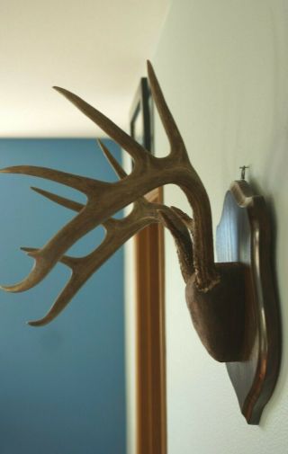 Vintage 11 Point Buck Antlers Mounted Deer Horns Wood Plaque Whitetail Rack