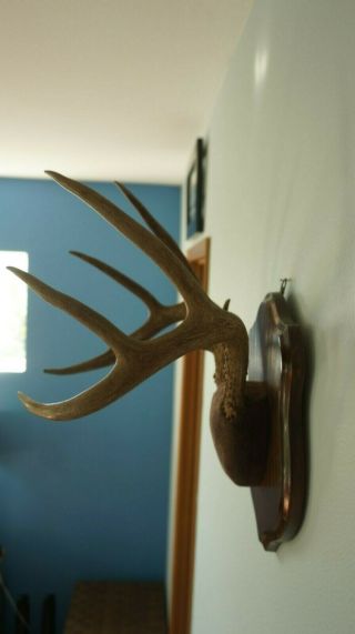 Vintage 10 Point Buck Antlers Mounted Deer Horns Wood Plaque Whitetail Rack