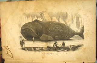 Whale & His Captors By Cheever Illus.  1850 Inspiration For Moby Dick Melville